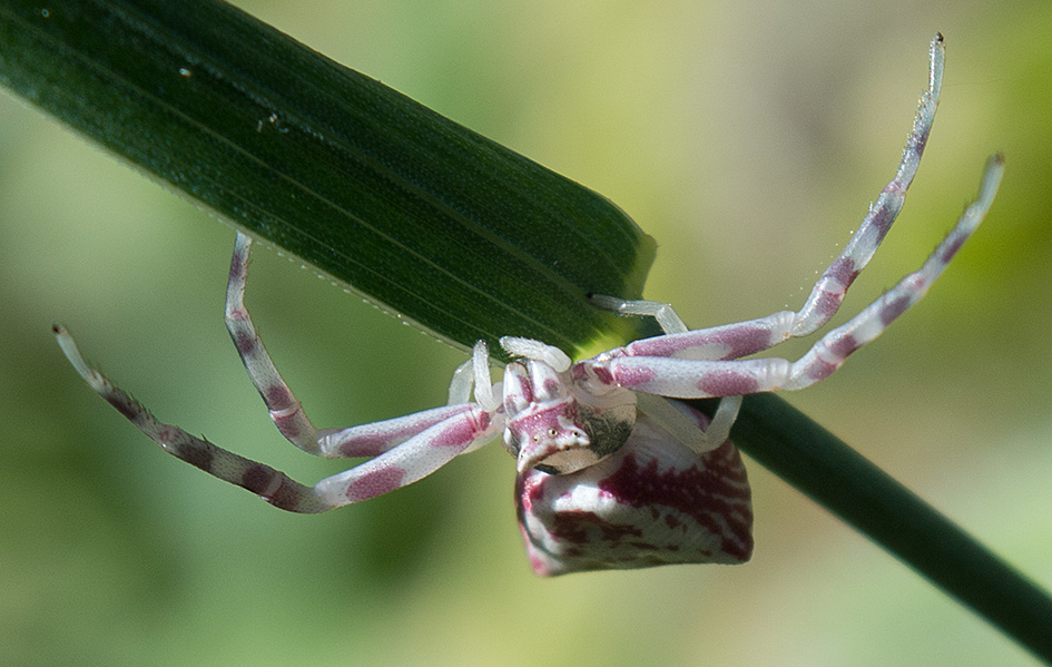 Aracnidae da ID